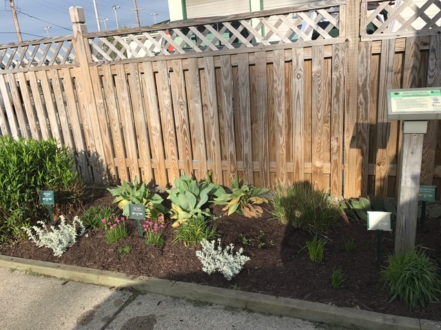 A vibrant garden with diverse plants and a fence